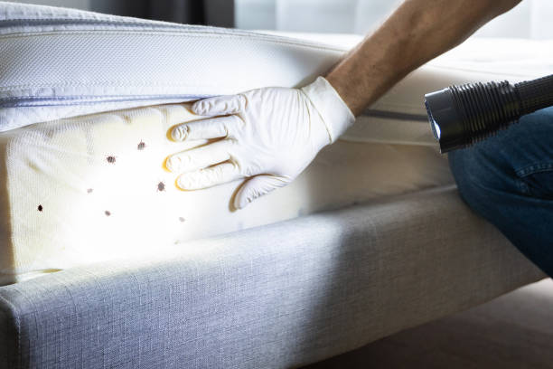 Best Wasp Removal Services  in Payson, UT